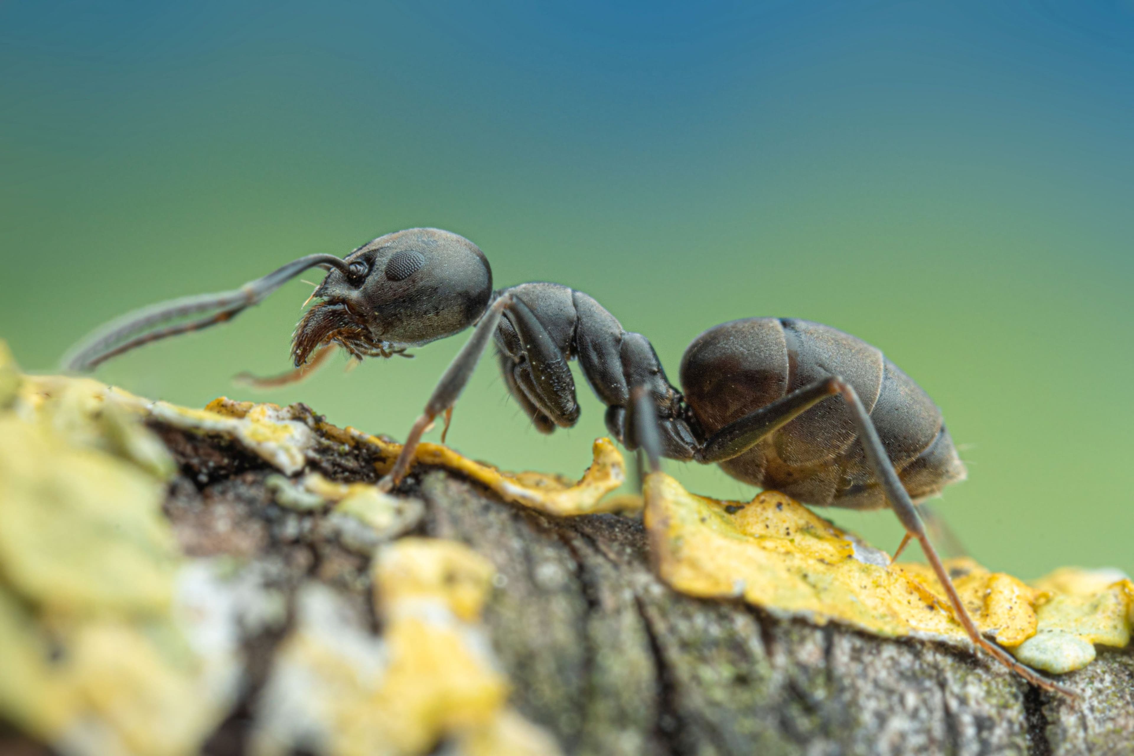 Große Drüsenameise (Arbeiterin), fotografiert für Forschungs- und Informationszwecke.