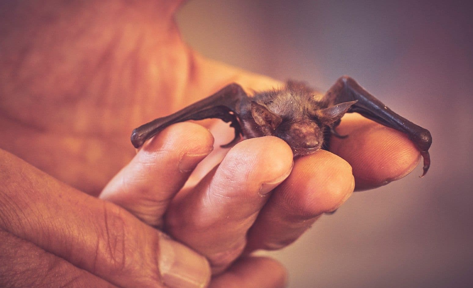 Eintauchen in das Land der aufgehenden Sonne | Symbolbild