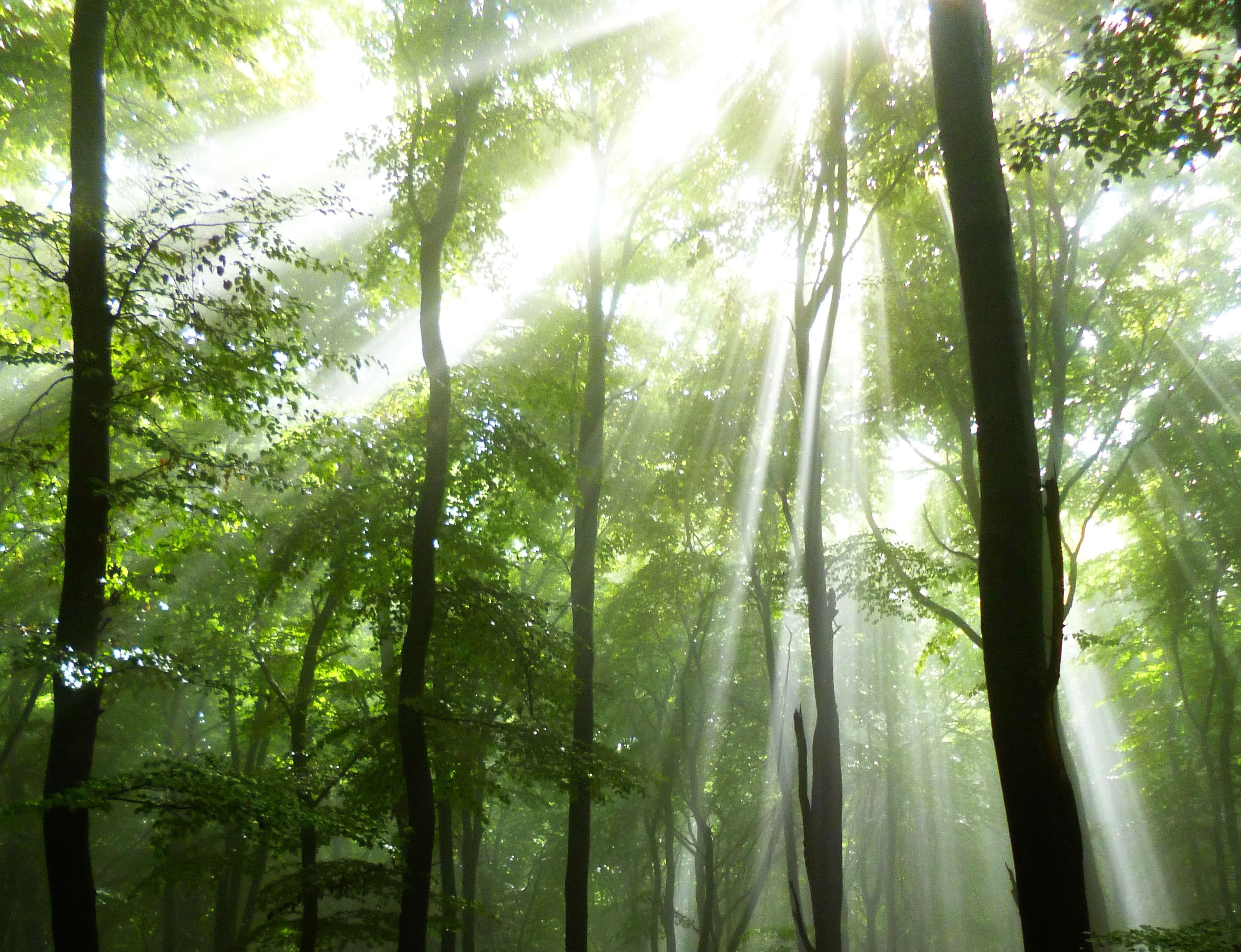 Europäische Moscheen in vielfältigen Architekturstilen festgehalten von Fotograf Ahmed Krausen
