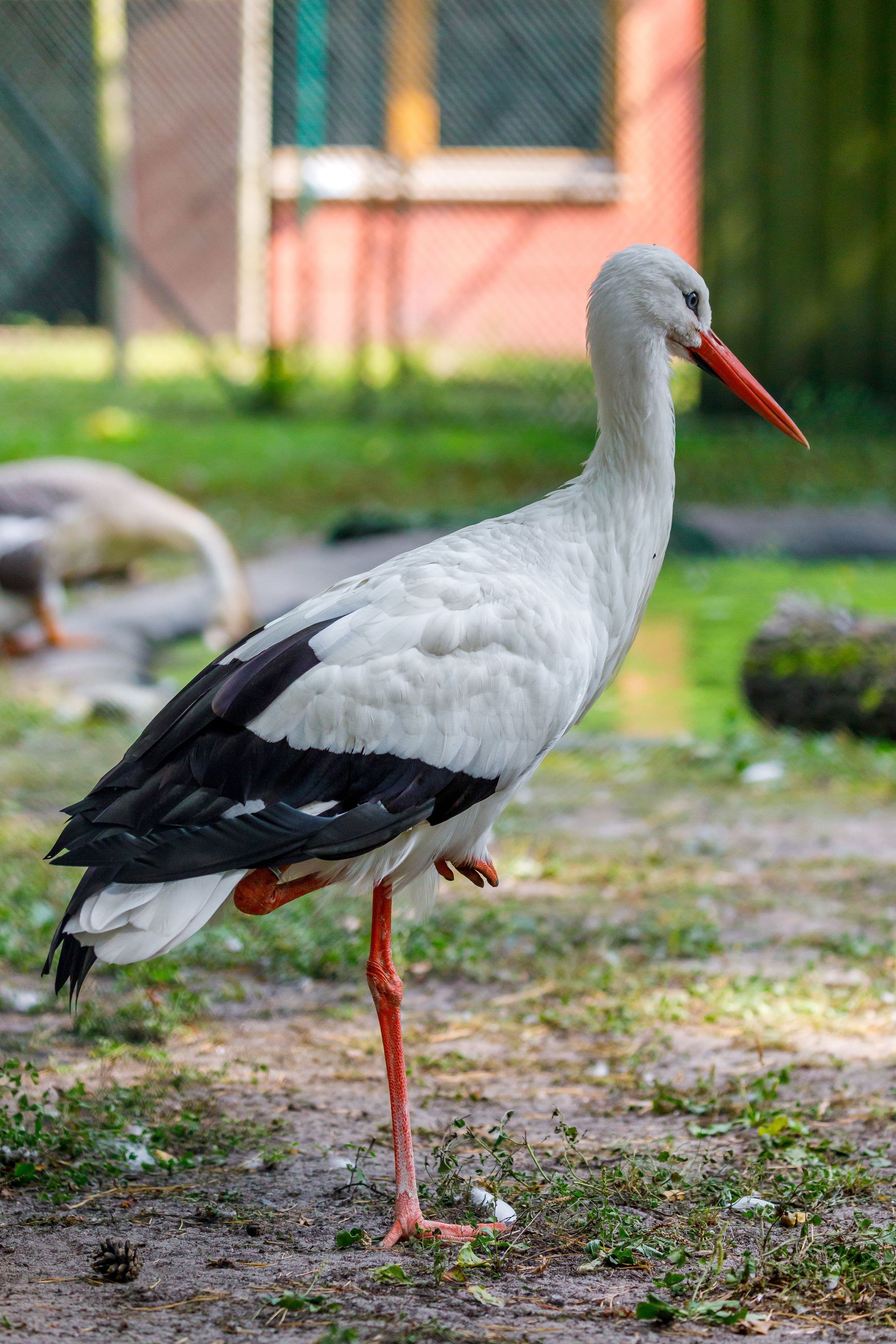 Storch im Finsterwalder Tierpark während der Stallpflicht für Geflügel.