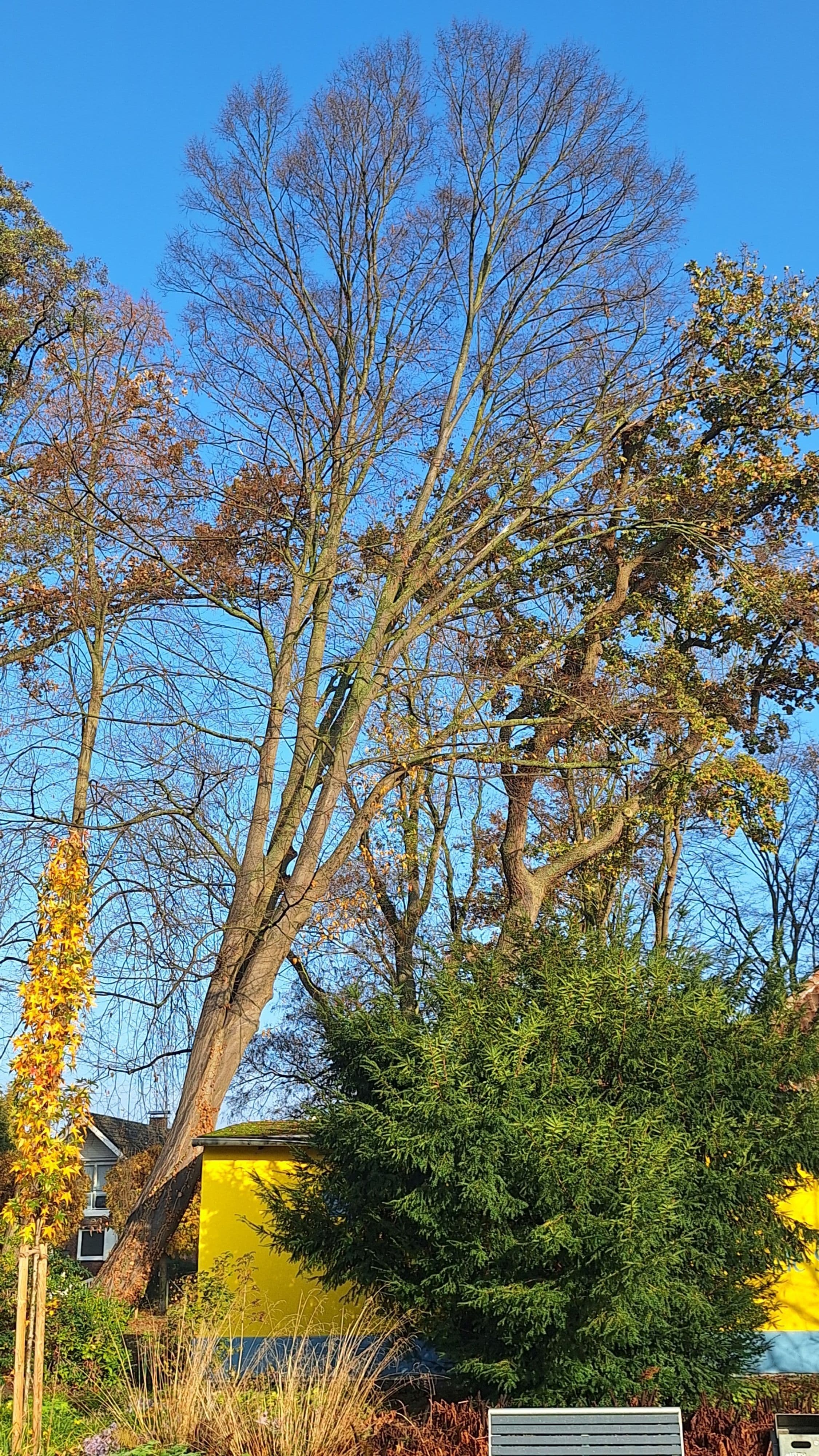 Die schiefe Hainbuche am Schmetterlingsmuseum wird nach Baumkontrolle aus Sicherheitsgründen gefällt.