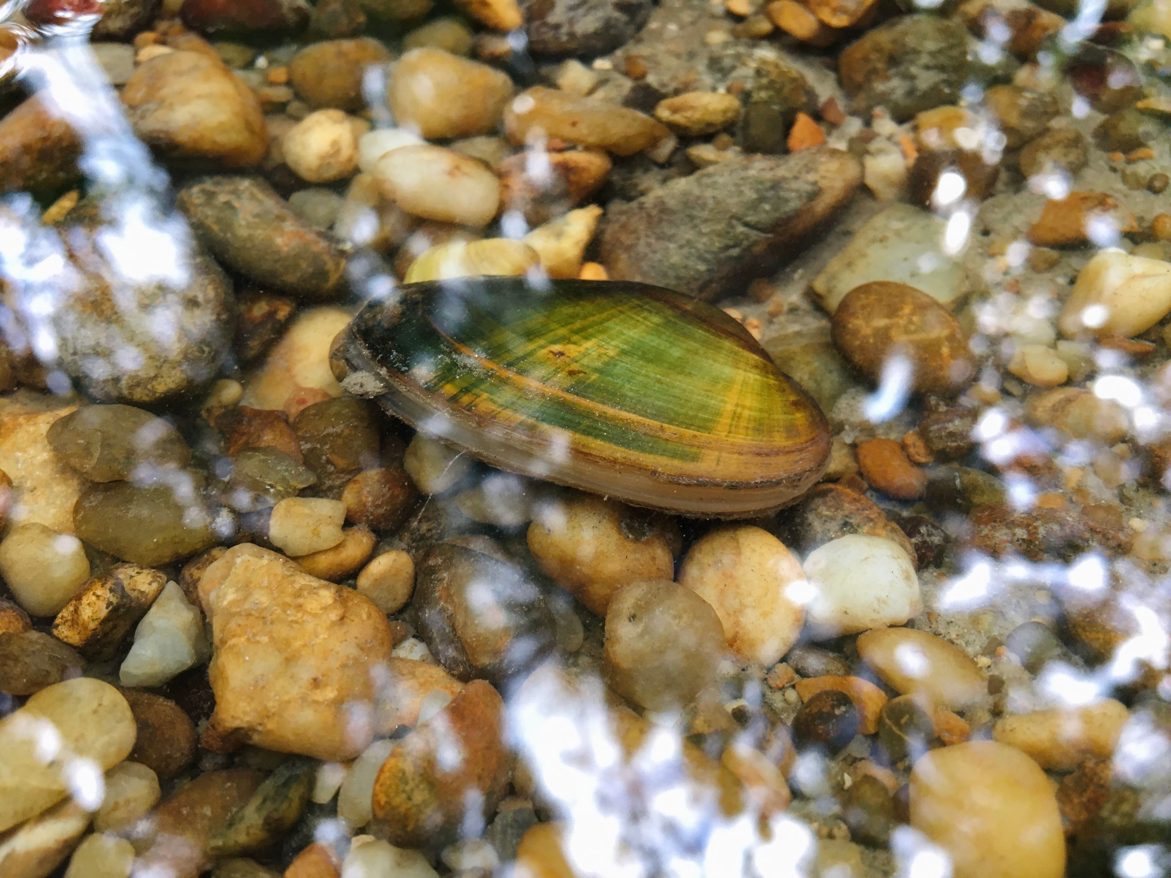 Geheimnisvolle Bachmuschel im Klötzlmühlbach | Symbolbild