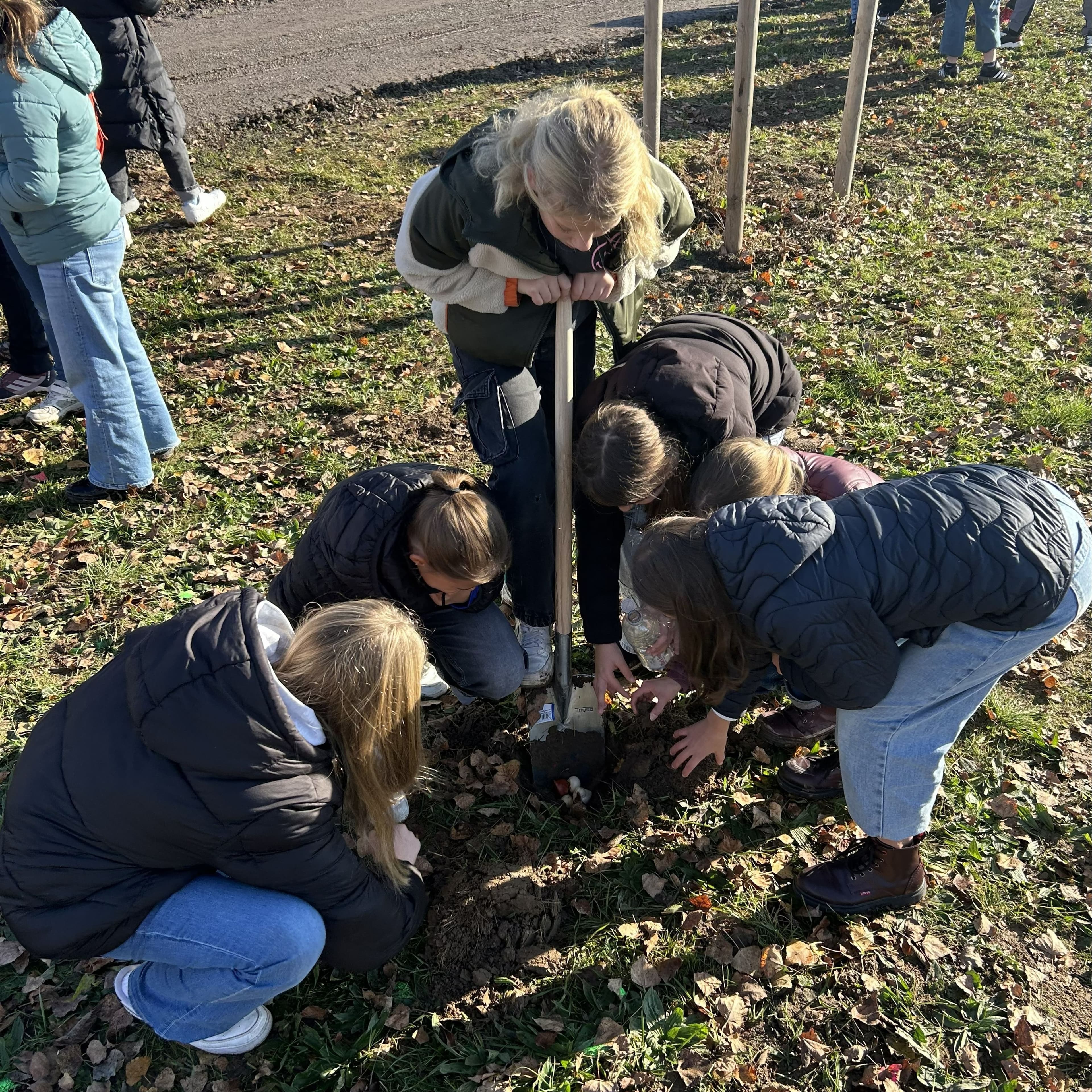 Schüler pflanzen Blumenzwiebeln beim Pflanztag in der Leinefelder Südstadt.