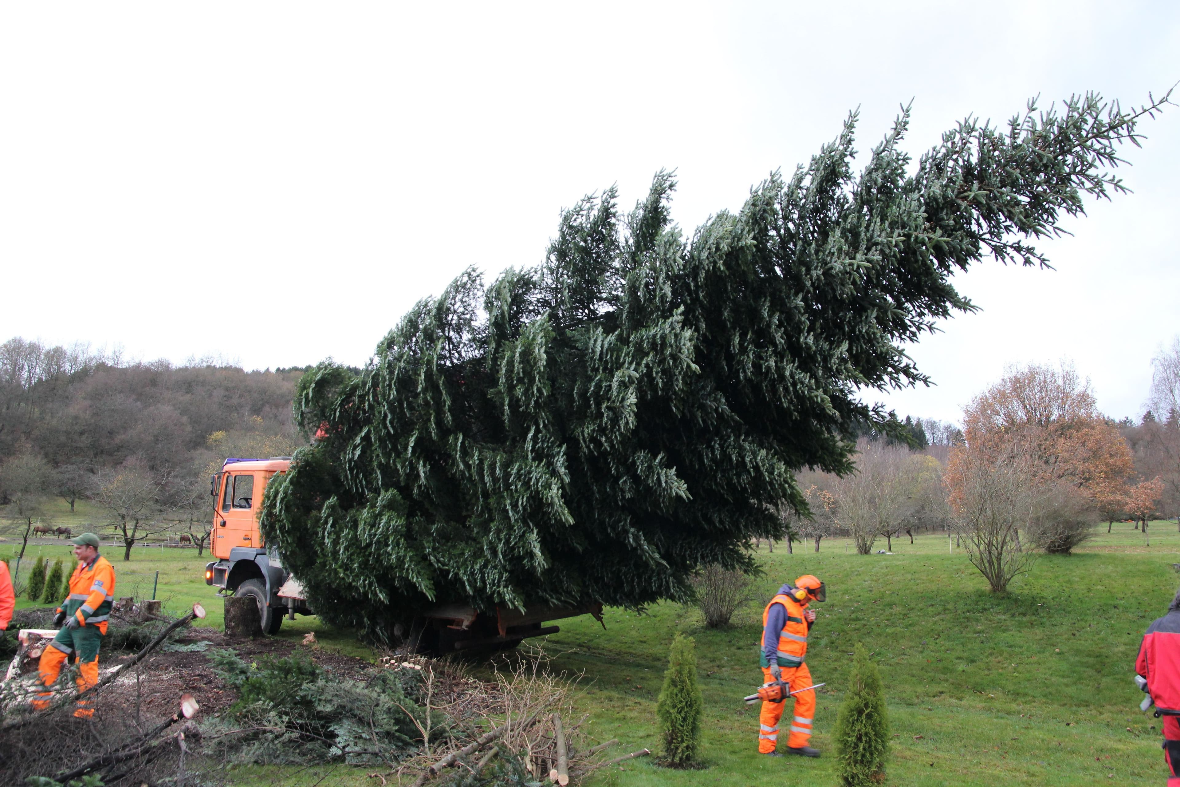 Weihnachtsbaumsuche in Haiger gestartet: Bürger können Bäume für die Stadt spenden.