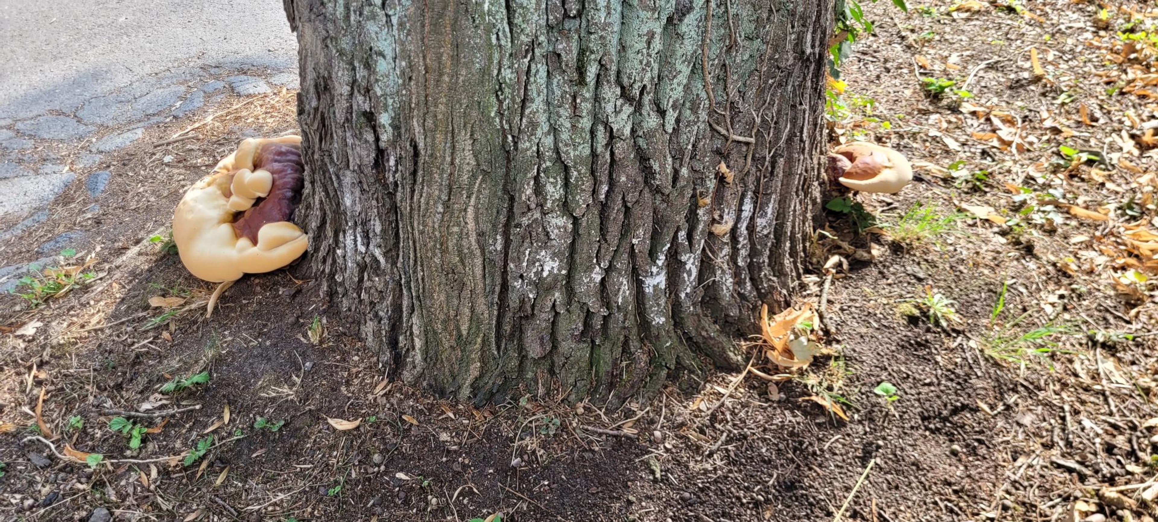 Pilzbefallene Eiche in Hilden muss aus Sicherheitsgründen kurzfristig gefällt werden.