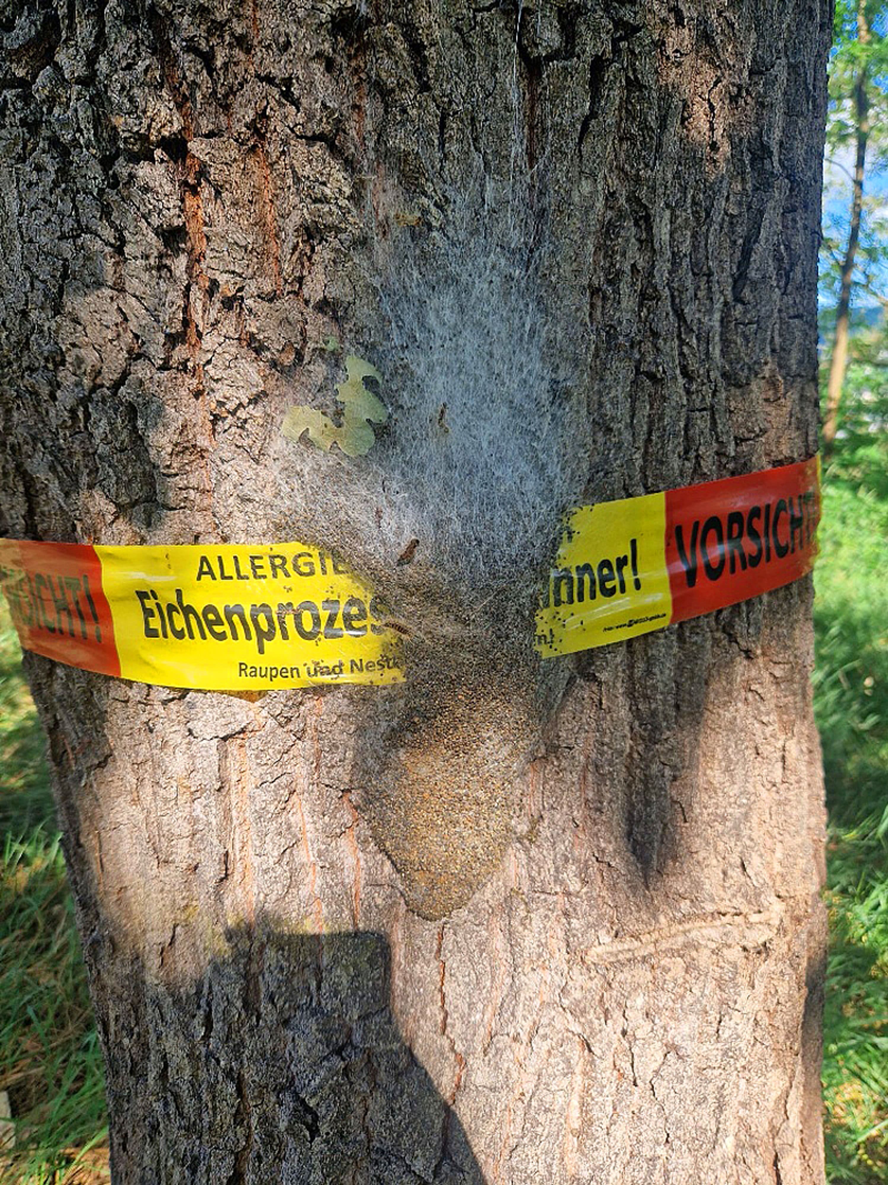 Wegen Eichenprozessionsspinner-Befall ist die Bismarckpromenade bis zur Entfernung der Nester gesperrt.