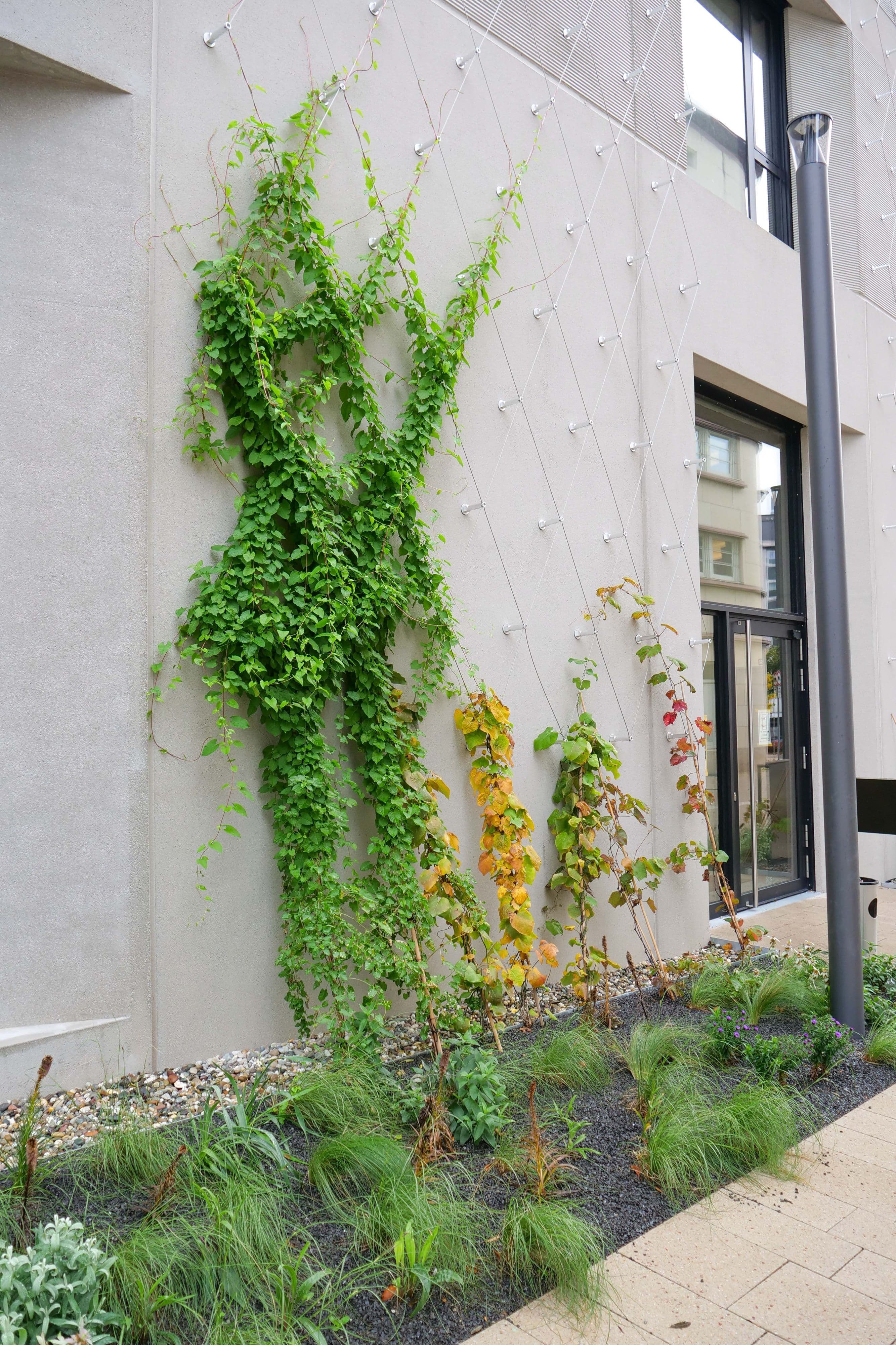 An der Fassade des Neuen Technischen Rathauses ranken unterschiedlichste Pflanzenarten.