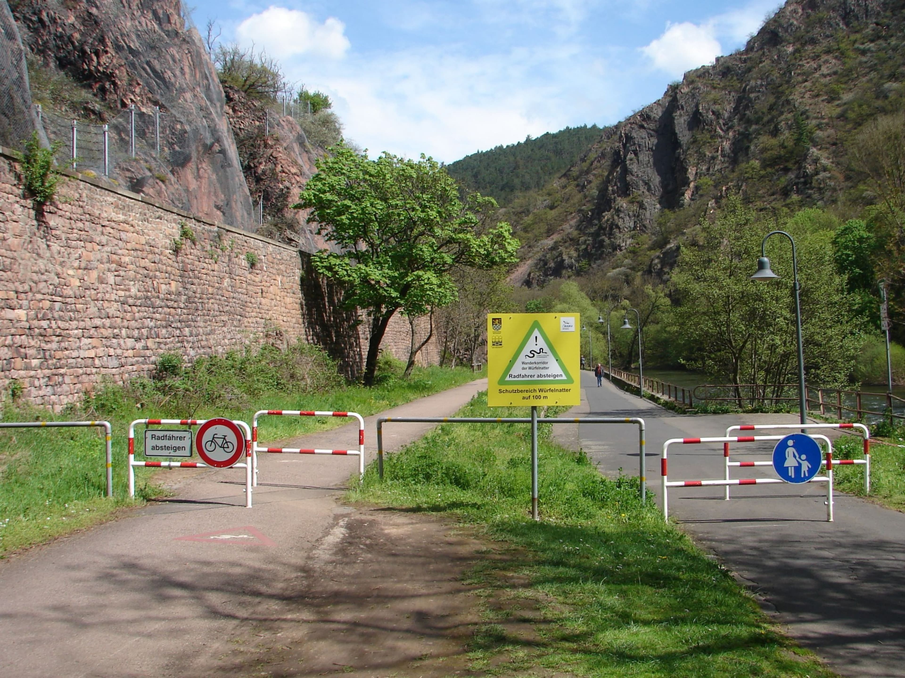 Frühlingserwachen der Würfelnattern am Nahe-Ufer, die aufgrund des milden Wetters ihre Wanderung früher beginnen.