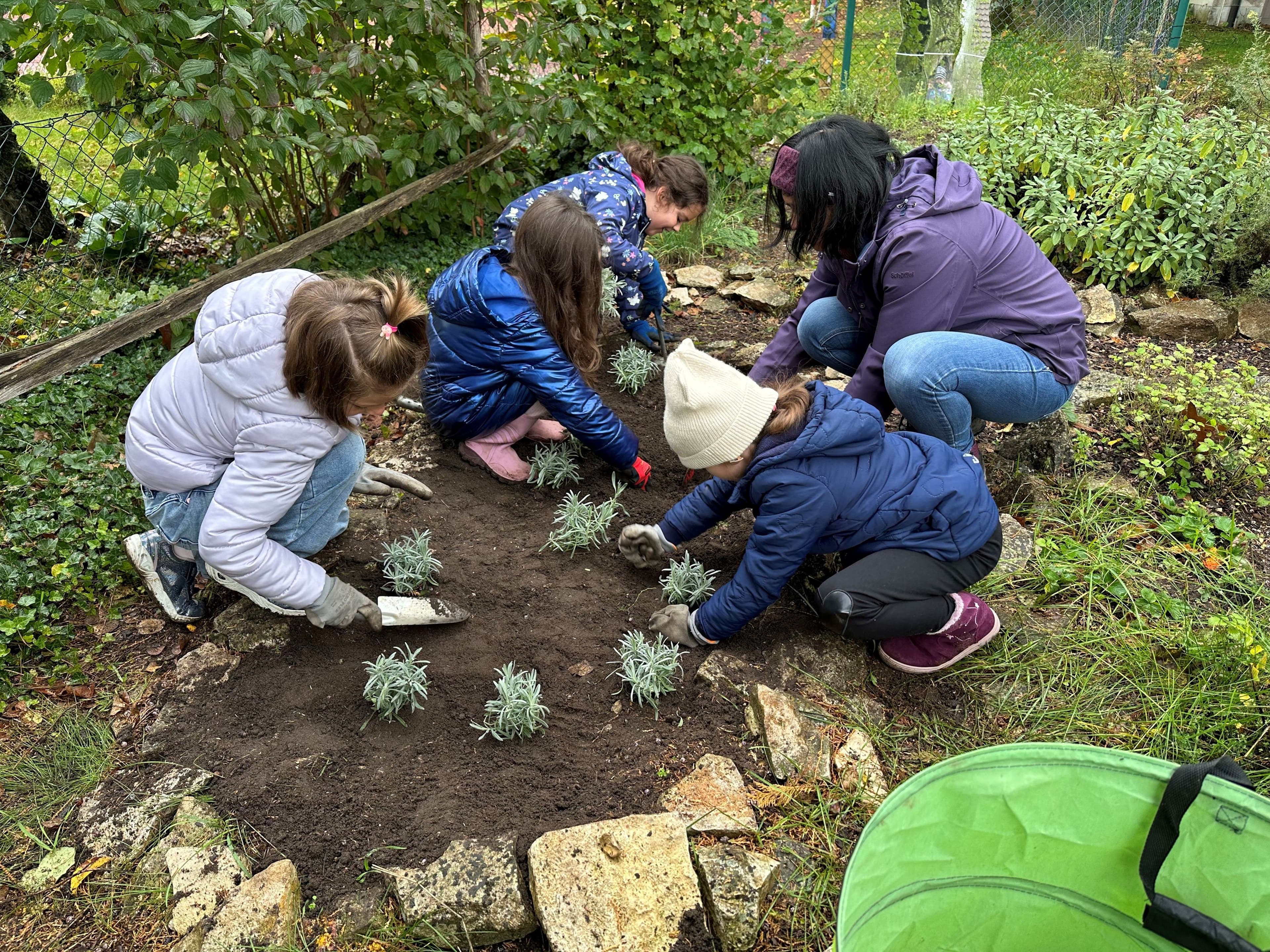 Grundschüler bepflanzen unter Anleitung im Rahmen eines Gartenprojekts den Schulgarten mit Lavendel.