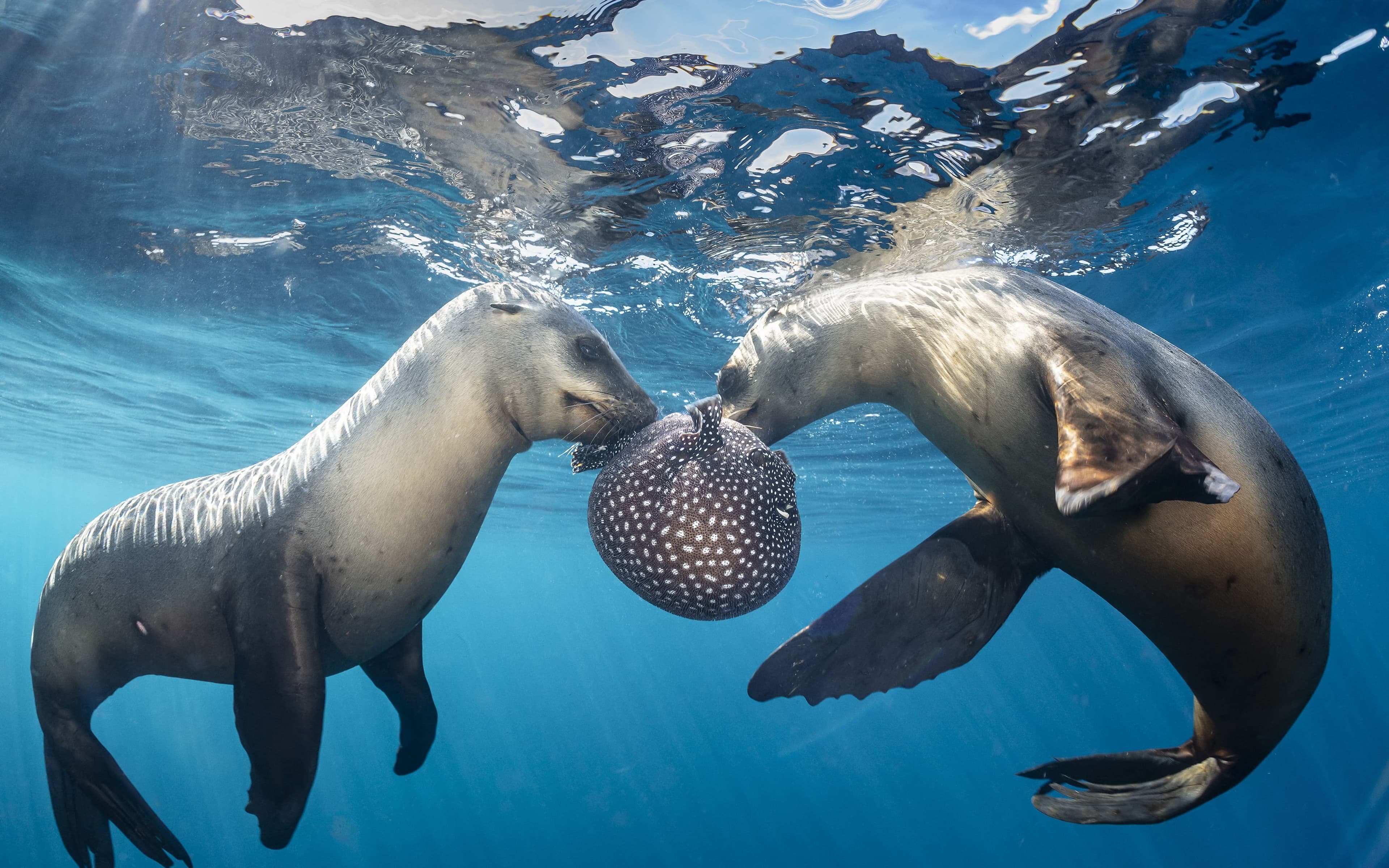 Lebendige Tiefen: Unterwassermotive von Henley Spiers | Symbolbild