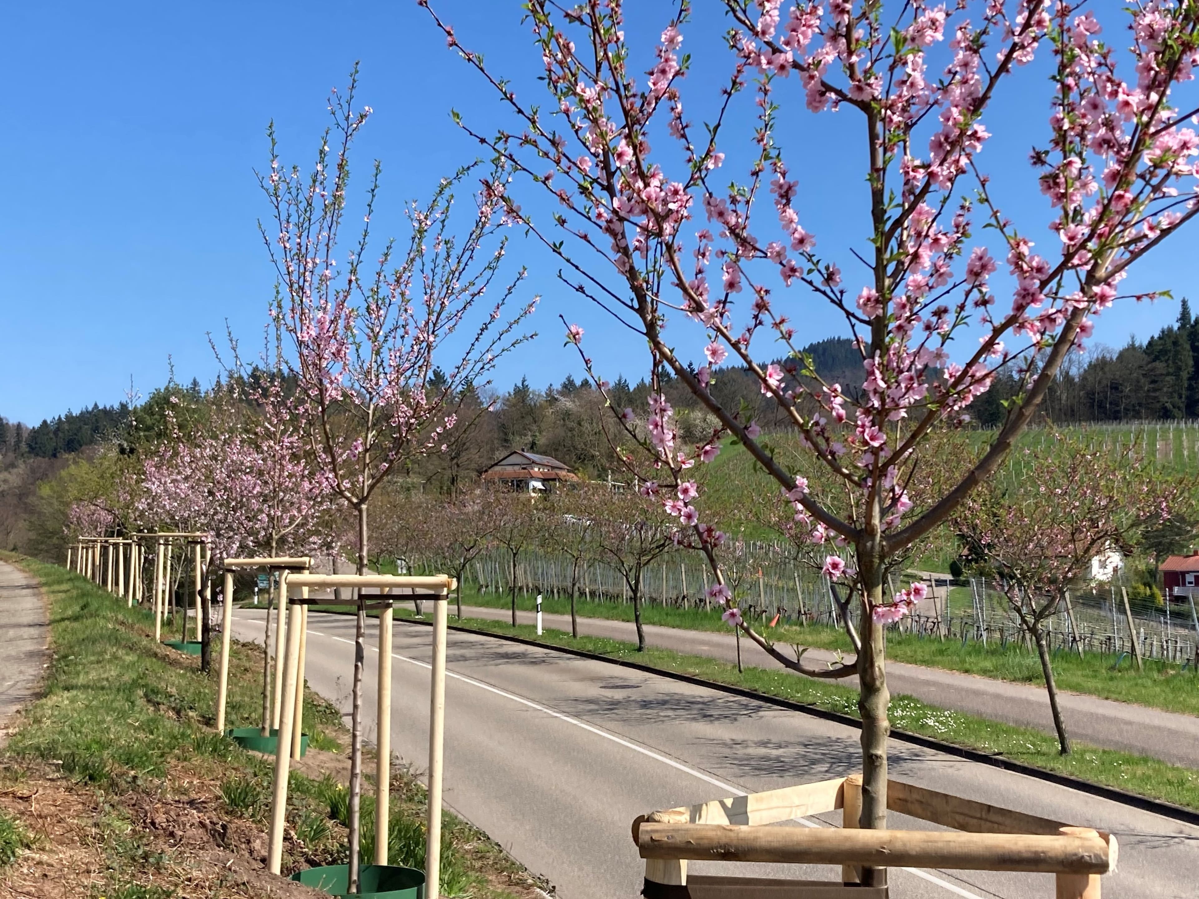 Das Gartenamt pflanzt neue Mandelbäume an der Gallenbacher Straße in Varnhalt.