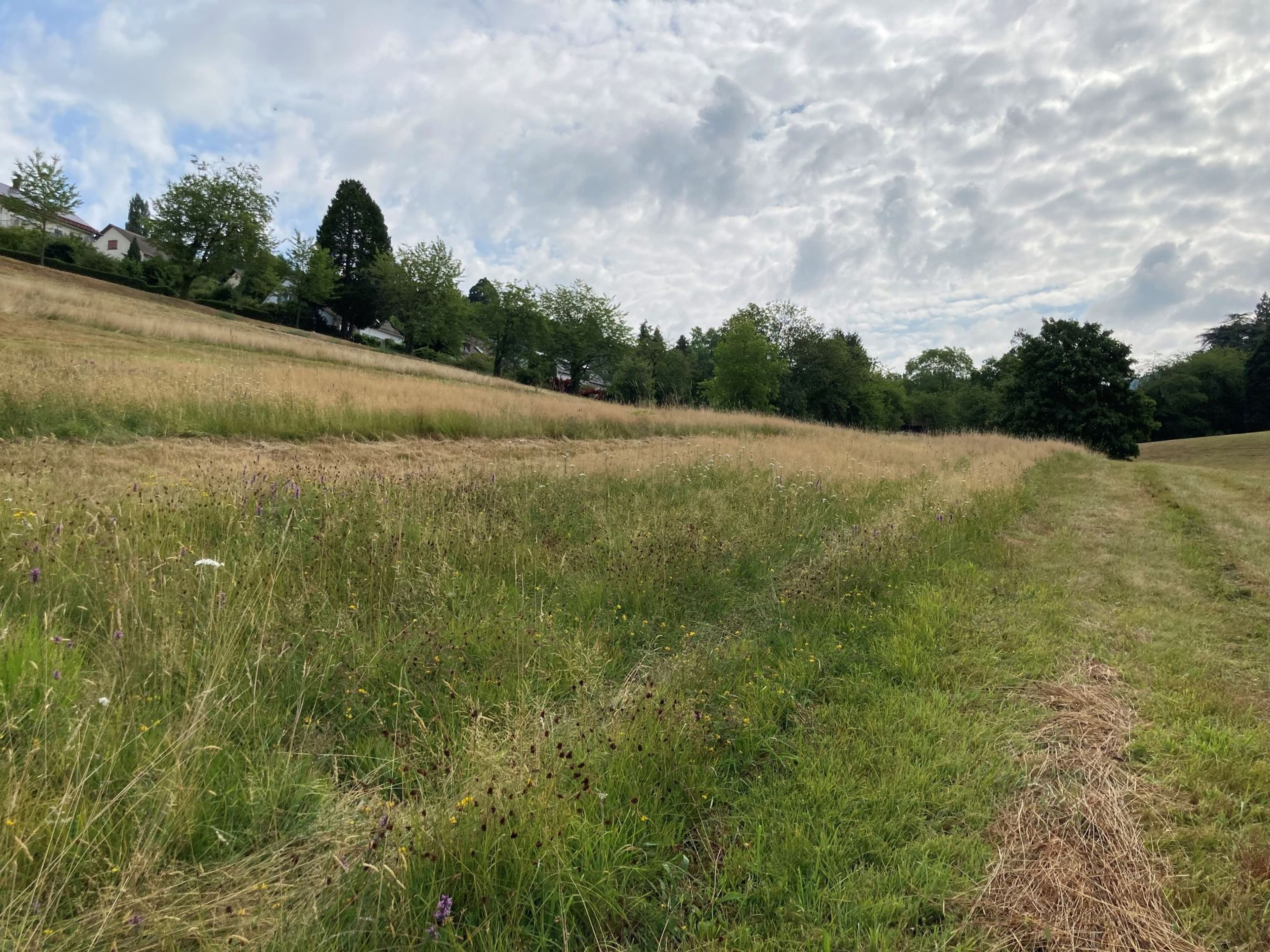 Schwarzwald setzt auf insektenfreundliche Streifenmahd | Symbolbild