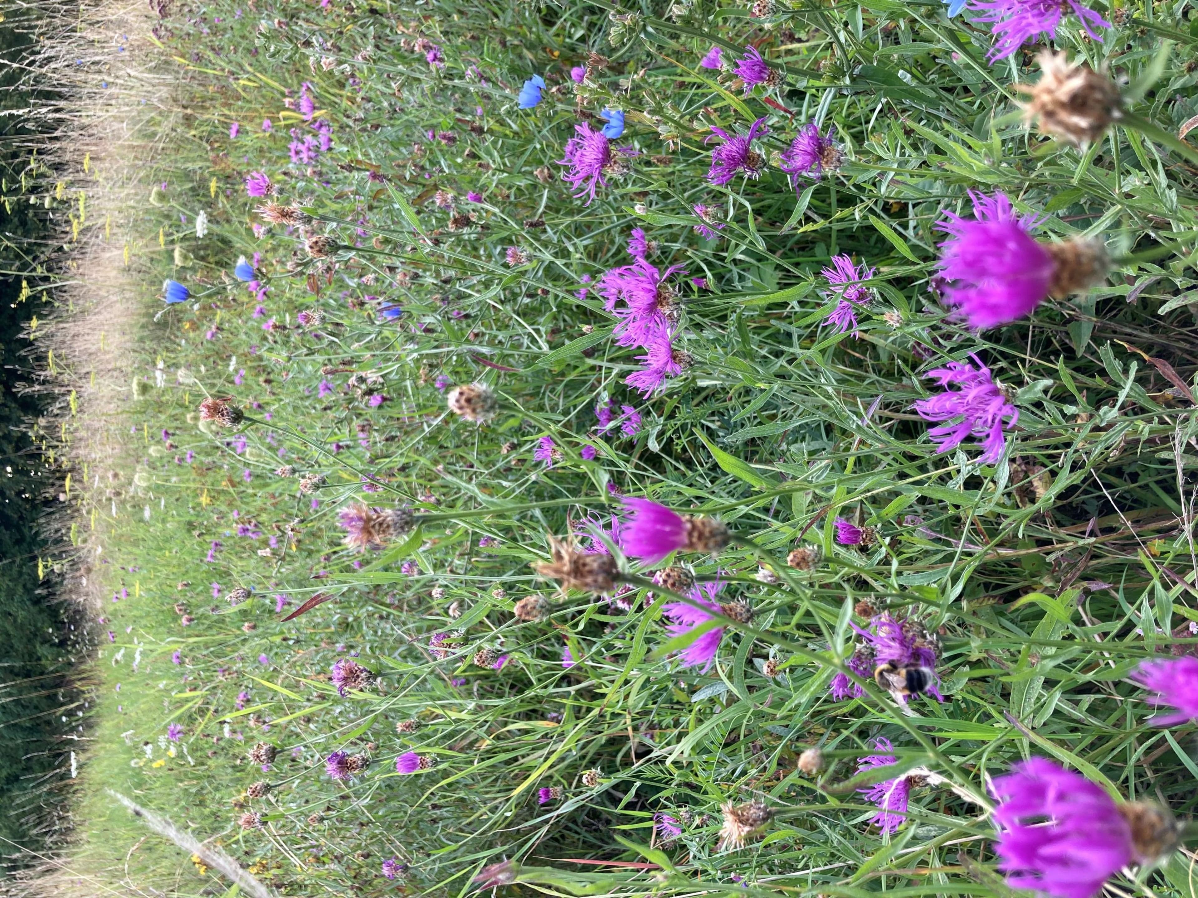 Streifenmahd auf der Engelswiese fördert naturnahe Wiesen und schĂŒtzt InsektenlebensrĂ€ume.