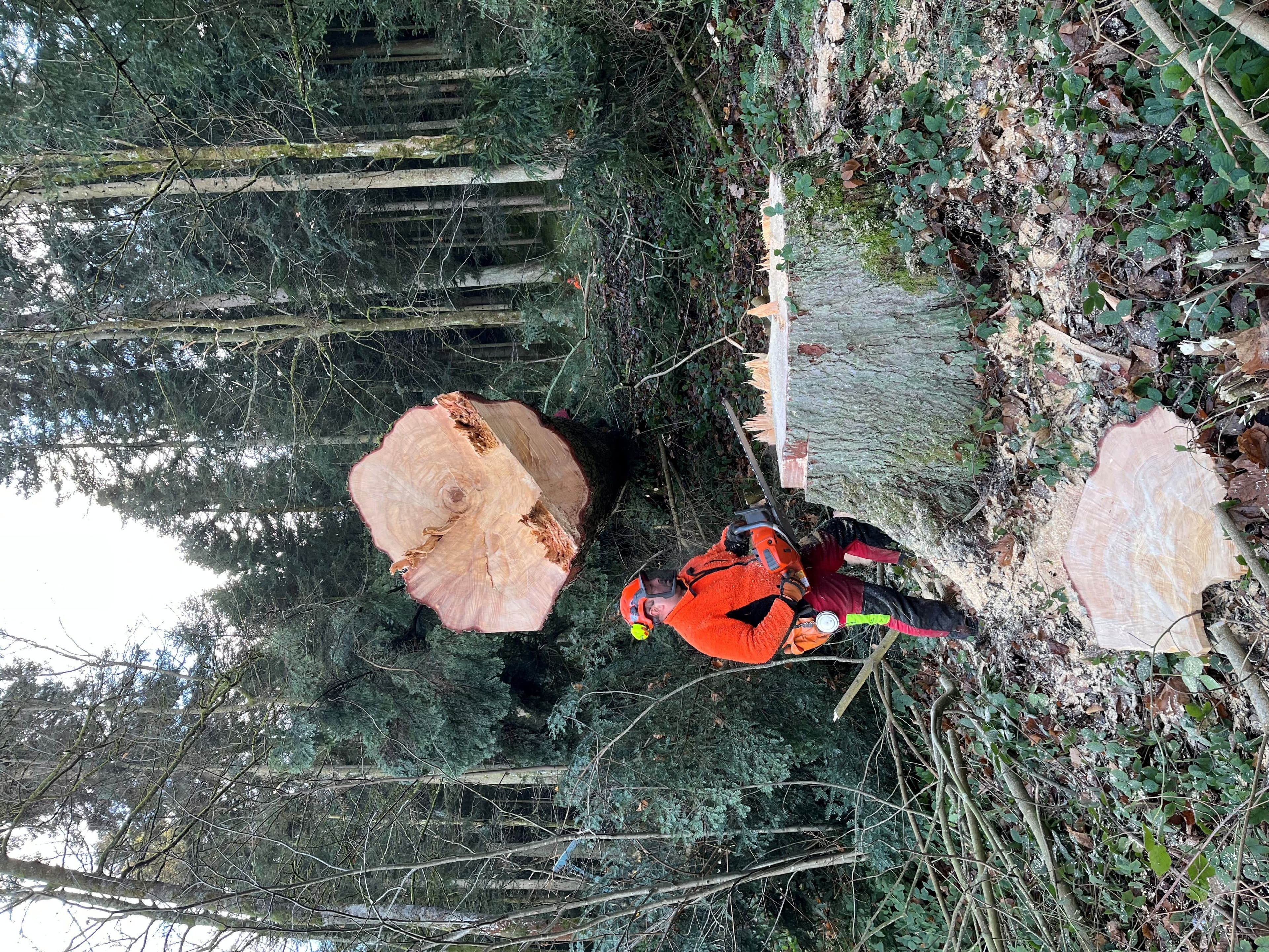 Forstarbeiter fÀllen mÀchtige BÀume im Palmenwald, StÀmme zur Sicherheit mit Seilen gesichert.