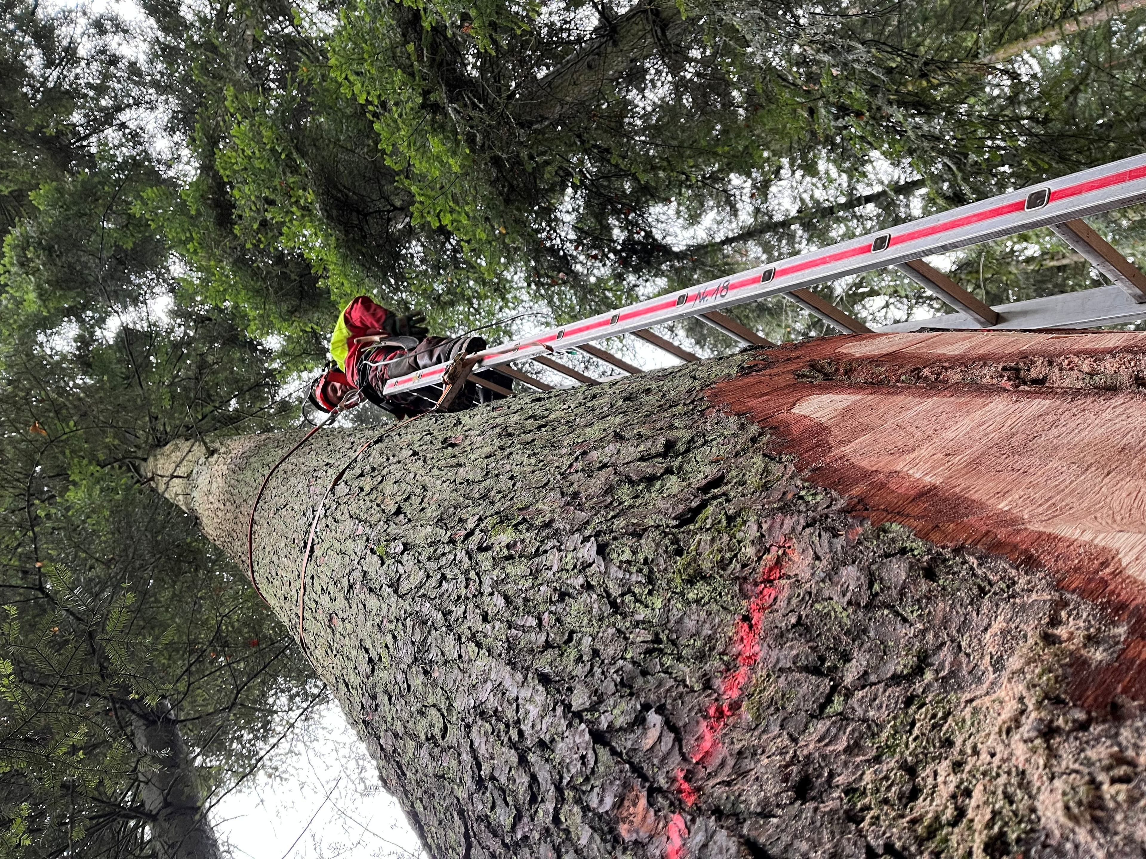 Palmenwald in Freudenstadt: Forstarbeiten fast abgeschlossen | Symbolbild