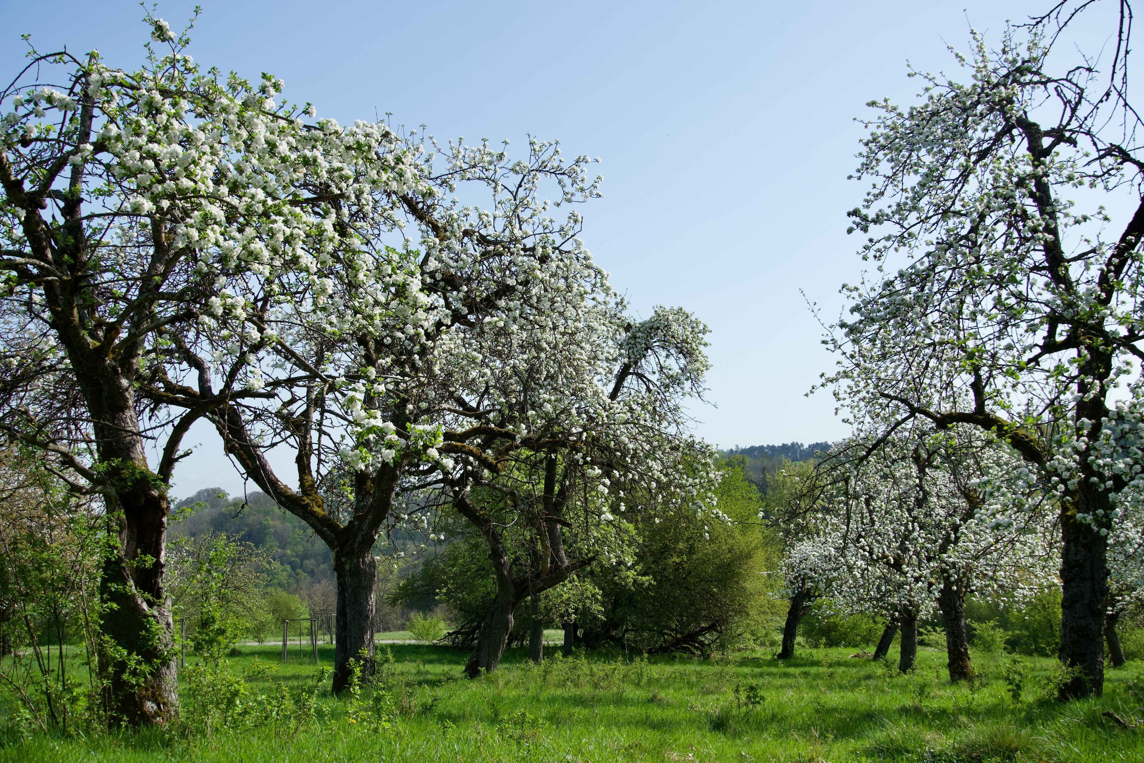 65 Obstbäume für Landshuts Naturschutzgebiet | Symbolbild