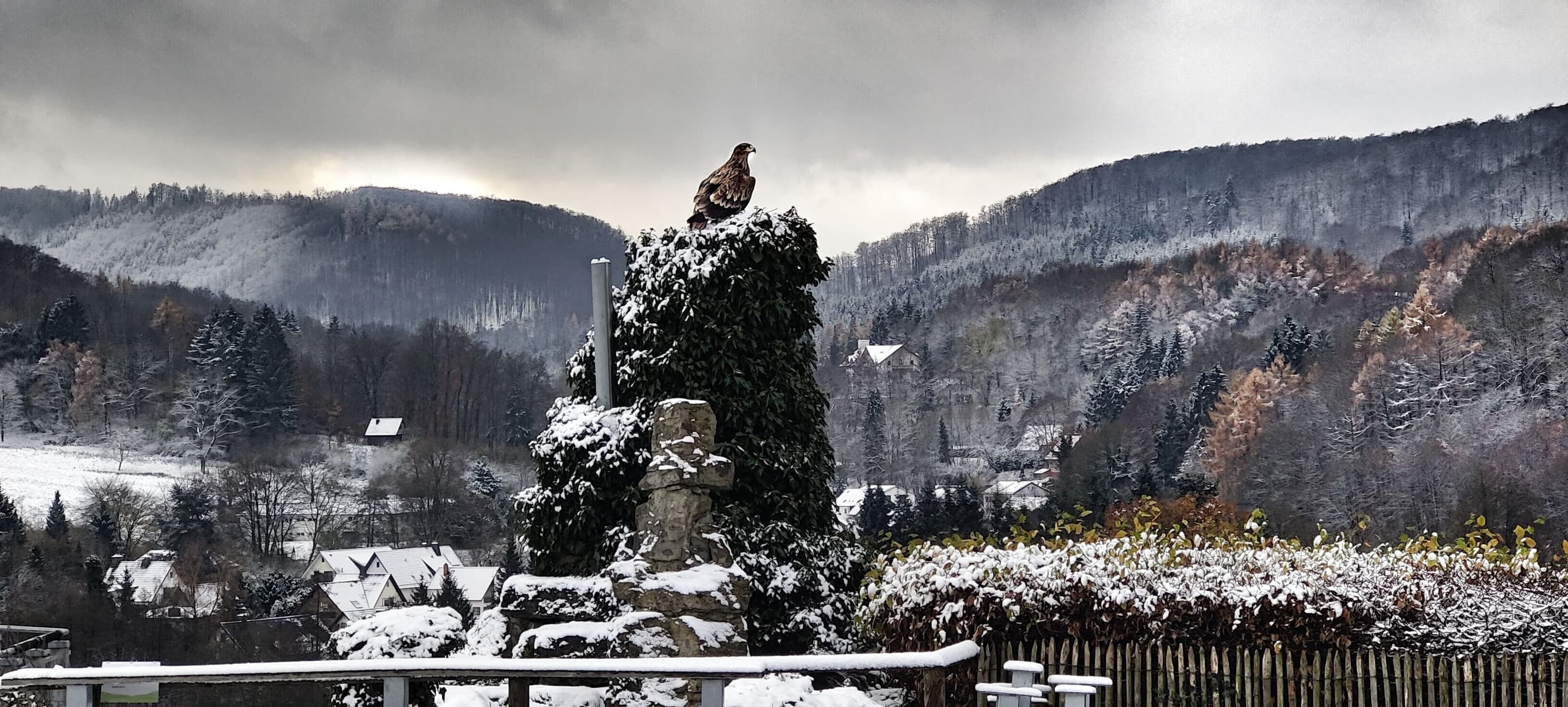 Winterliche Adlerwarte Berlebeck zum Start der neuen Saison, Schneefall möglich. Winterliche Adlerwarte Berlebeck zum Start der neuen Saison, Schneefall möglich.