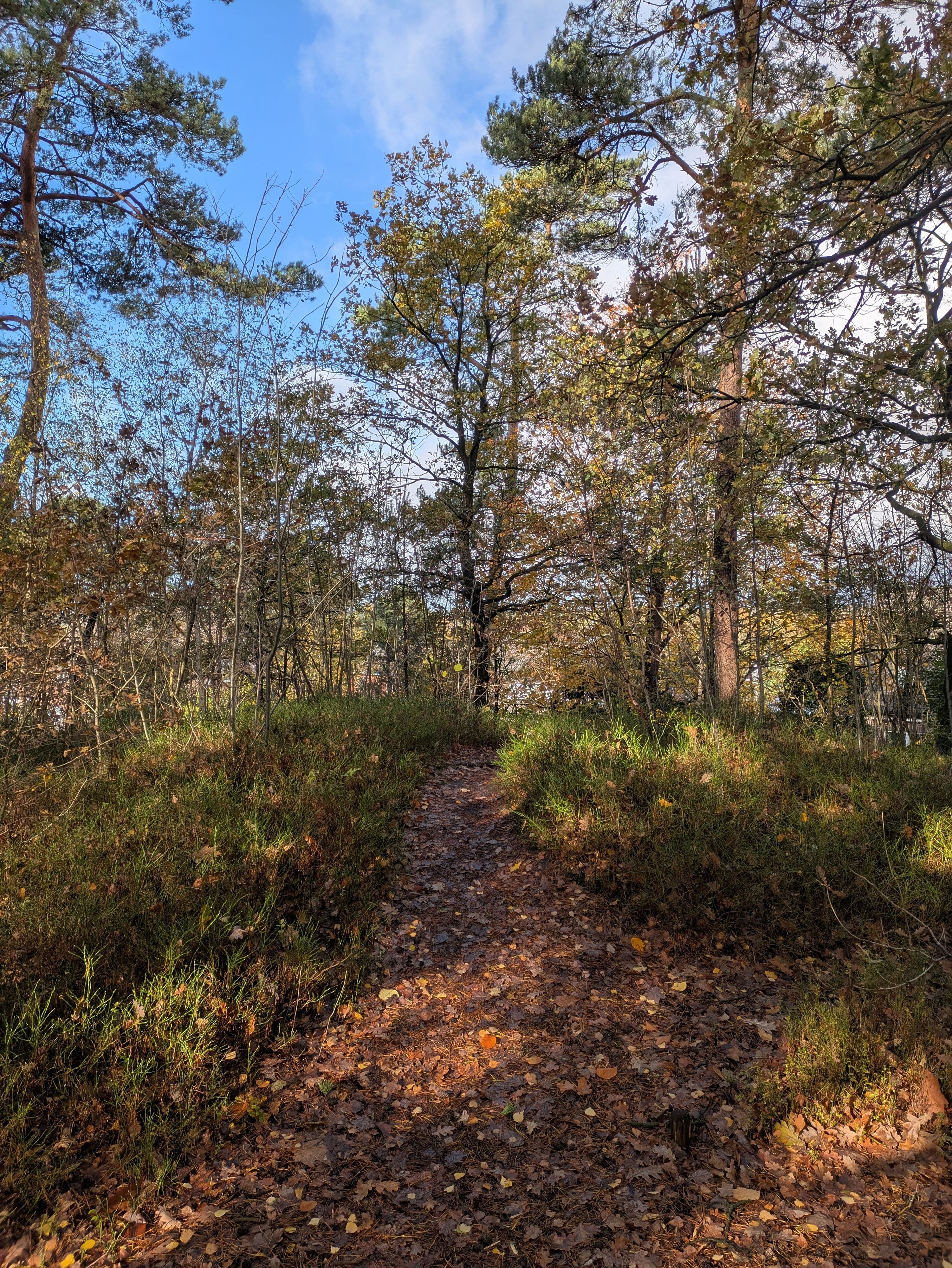 Pflege am Wilhelm-Raabe-Weg startet im Herbst 2025 | Symbolbild