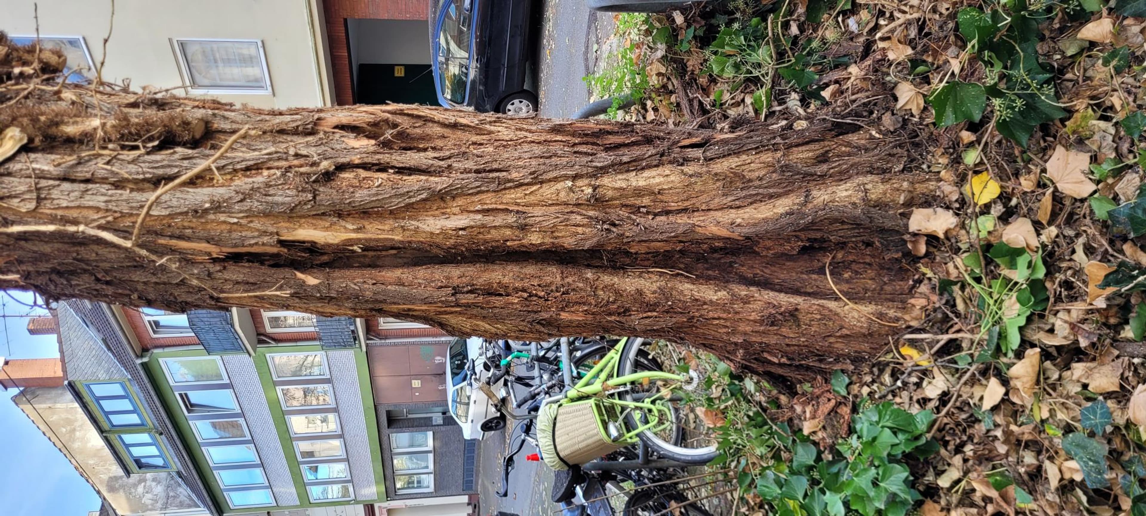 Pflege- und Fällarbeiten an Robinien in der Fabriciusstraße in Hilden wegen Pilzbefall.