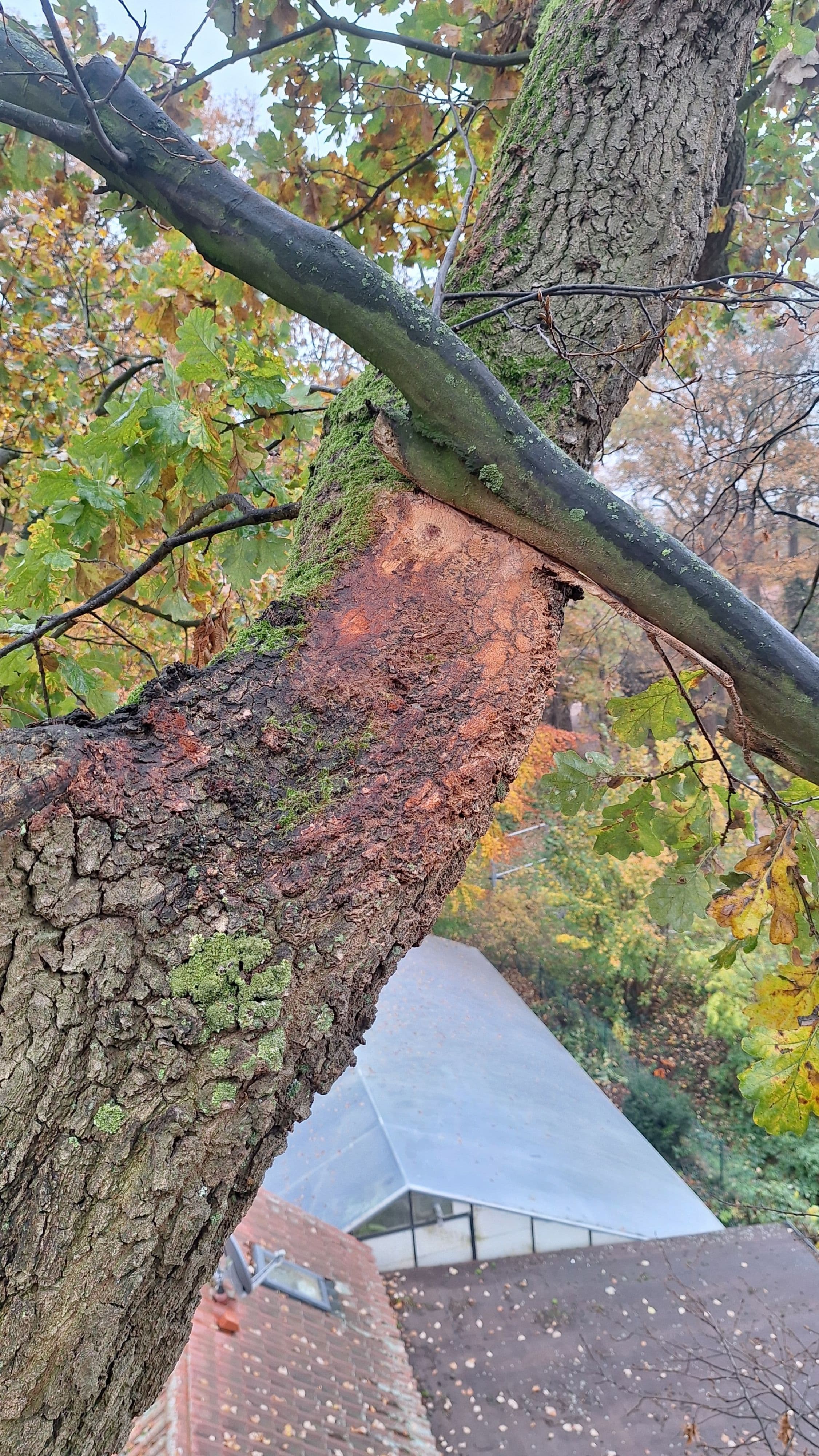 Gefährliche Schieflage: Hainbuche in Steinhude wird gefällt | Symbolbild