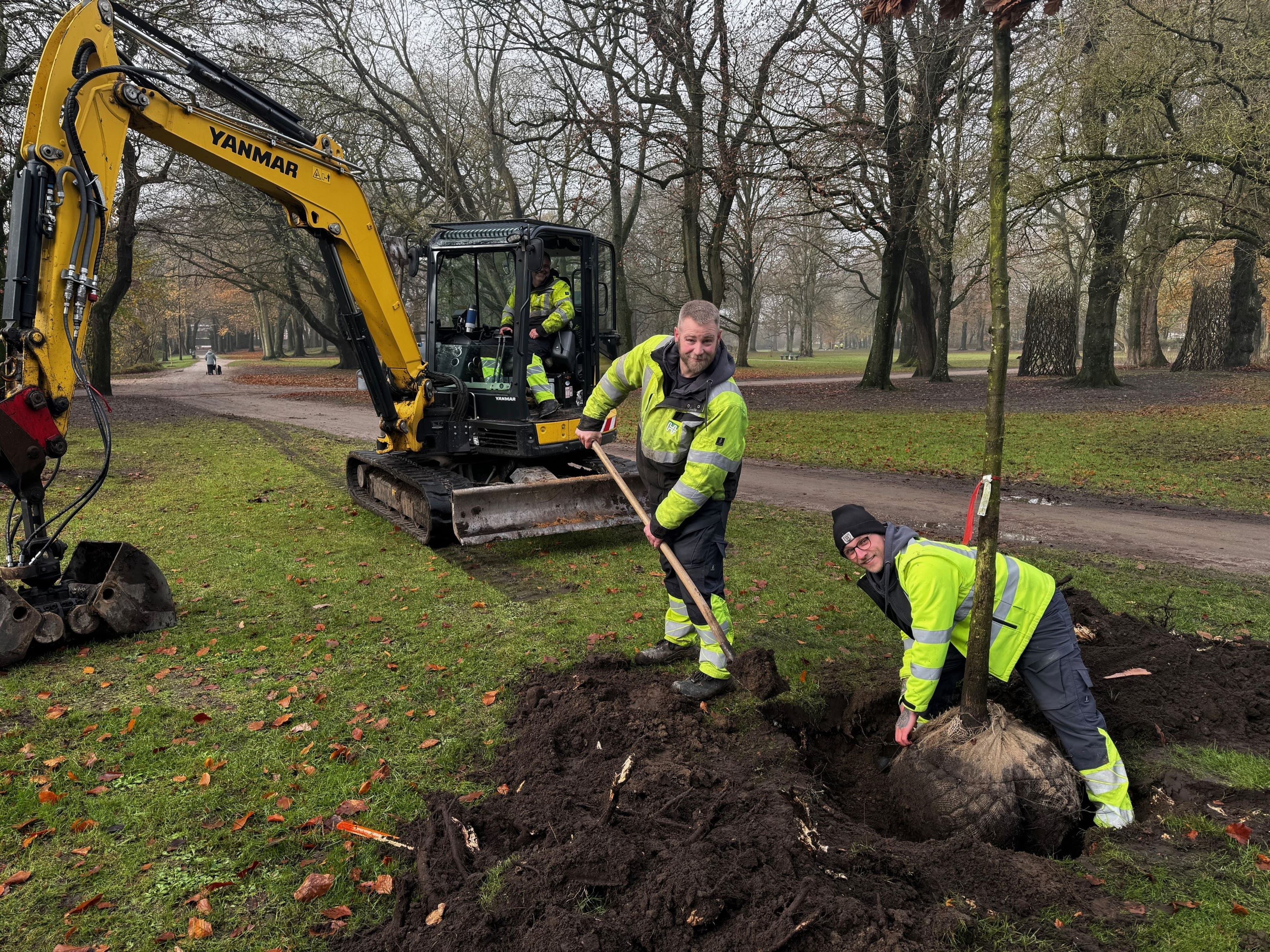 Mitarbeitende des KSH pflanzen neue Bäume im Schlosspark Husum.