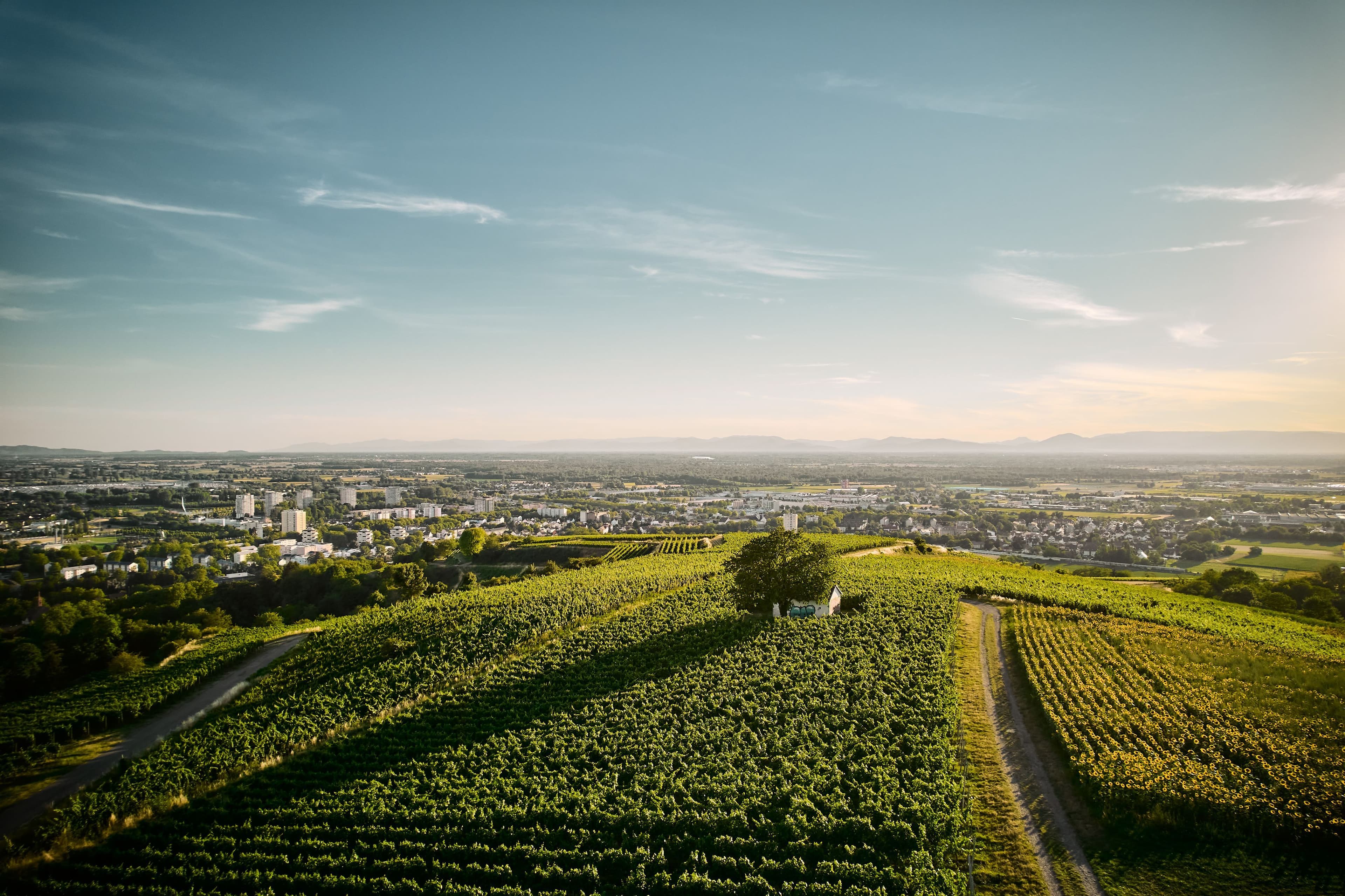 Blick vom Schutterlindenberg auf die Rheinebene bei Sonnenuntergang.