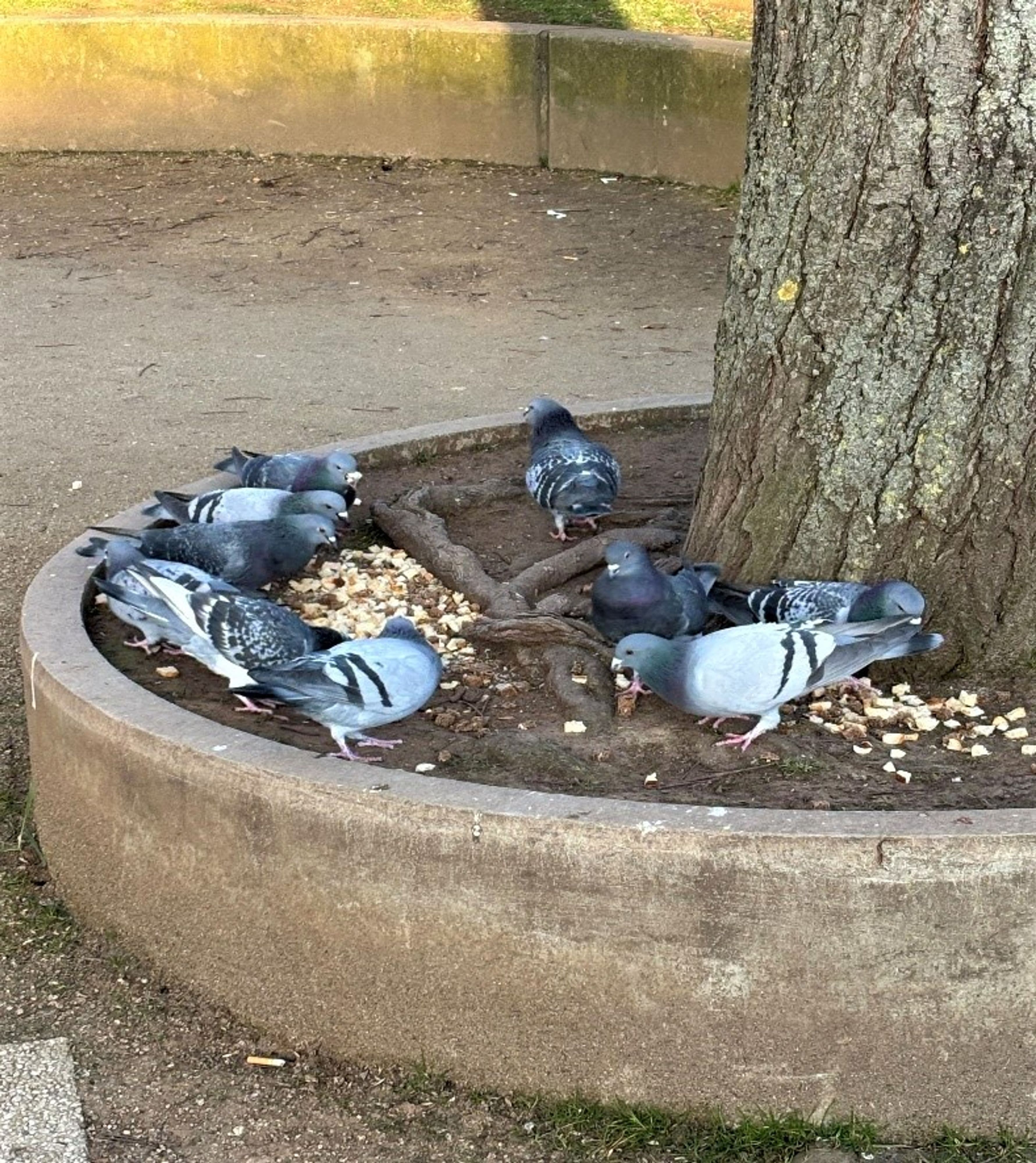 Die Stadtverwaltung Bad Kreuznach informiert über die bevorstehende Taubenregulierung, um eine harmonische Koexistenz von Bürgern und Tauben zu ermöglichen.