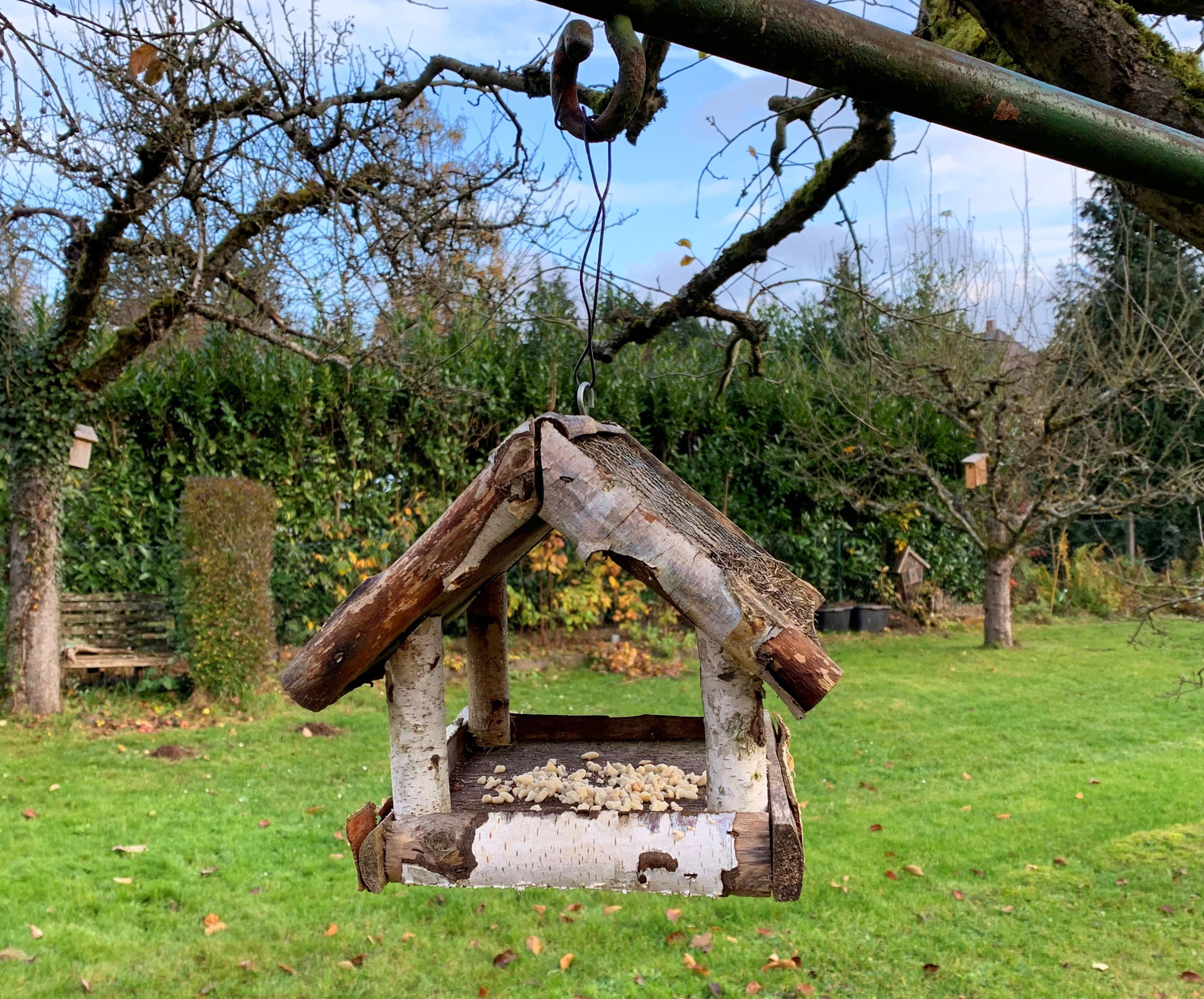 Geschälte Sonnenblumenkerne und blanchierte Erdnüsse werden von Vögeln vollständig gefressen.